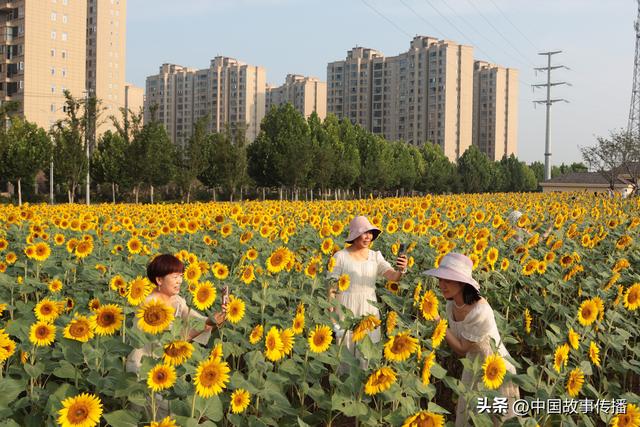 葵花向阳开 夏日金色游 湖北枝江三峡水乡的浪漫之约