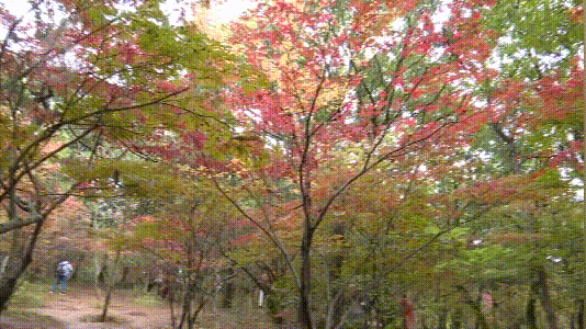 春城的秋天是什么颜色？来黑龙潭，给你一片火红的答案