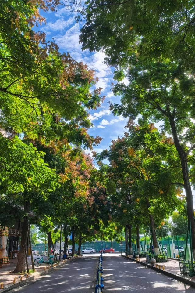栾树花开,扮靓郫都秋日美景!