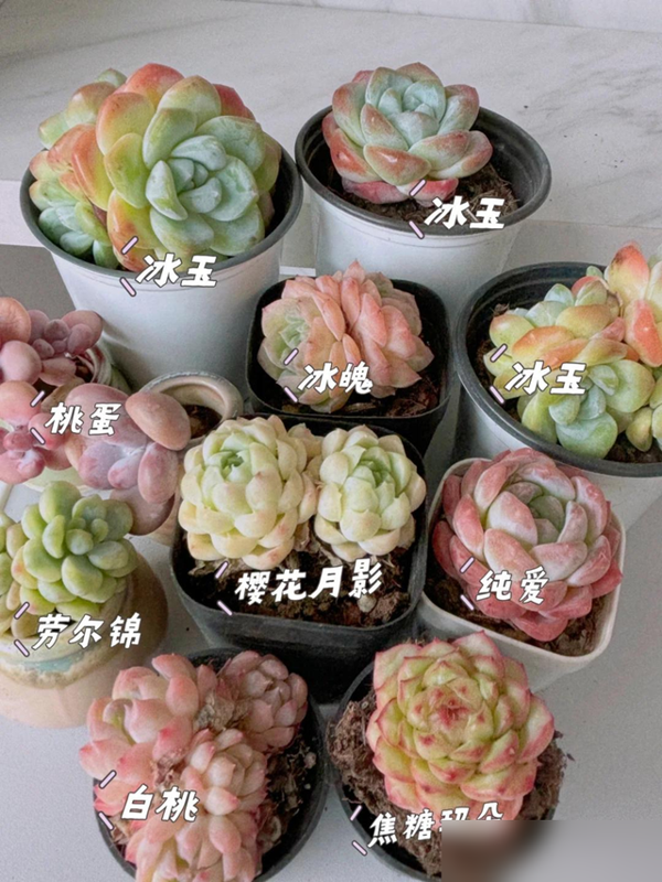 重庆一38岁太太，因“阳台多肉”走红，从2楼垂到1楼，好治愈