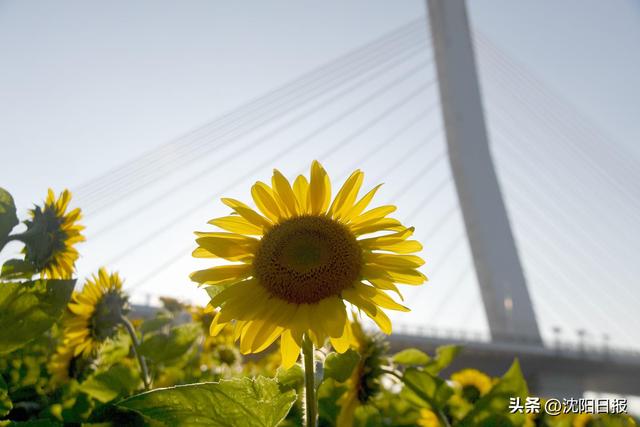 【一城花信·立秋】八月沈阳 花海藏不住