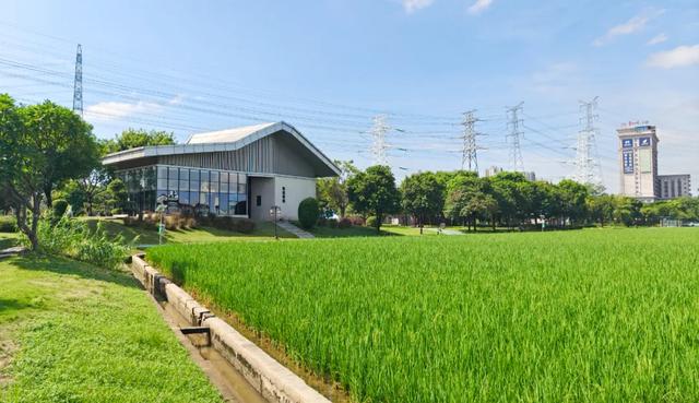 藏在城里的“小清新”：石碣起航广场水稻田正绿，赴一场与自然的温柔邂逅