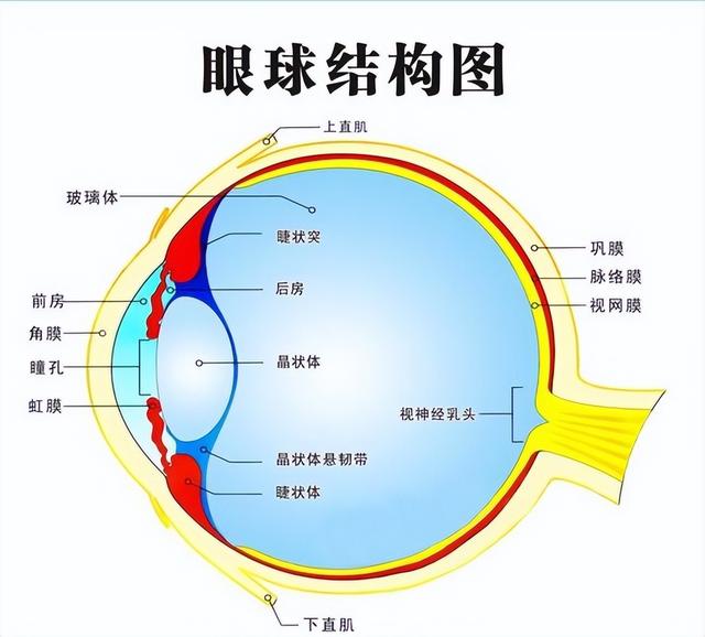 轮子这么好用的东西，为什么没有动物进化出轮子呢？