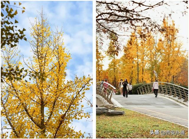 红透了！西安这片水上杉林，已进入最佳观赏期！