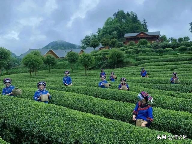 悦·遵义丨来凤冈，体验一次暑期沉浸式避暑之旅！