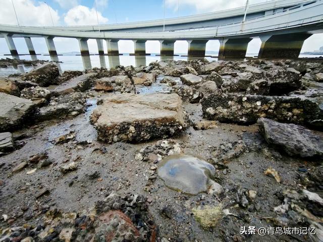 老沧口的海边，竟然看到这么多的海蜇