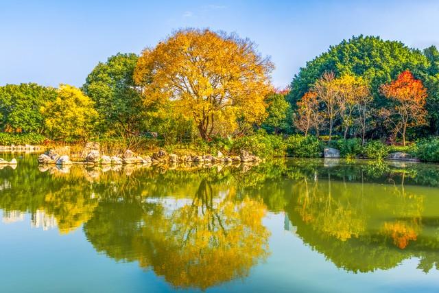 藏不住了！赣州这5处银杏秘境，惊艳了整个赣南秋天