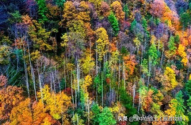 超期待！汉中黎坪红叶季即将开启，剧透一波 “红” 到心巴的美景！