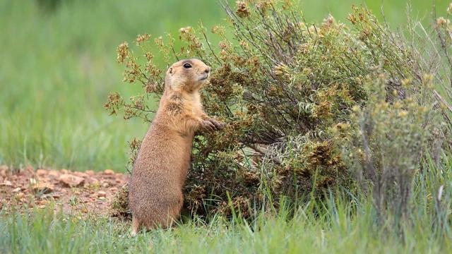 美国国家公园独有的12种神奇野生动物，你见过吗？