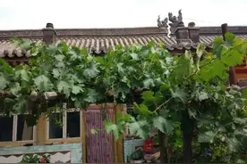 为什么我们的院子不适合种植葡萄树？看完你会大吃一惊！图片