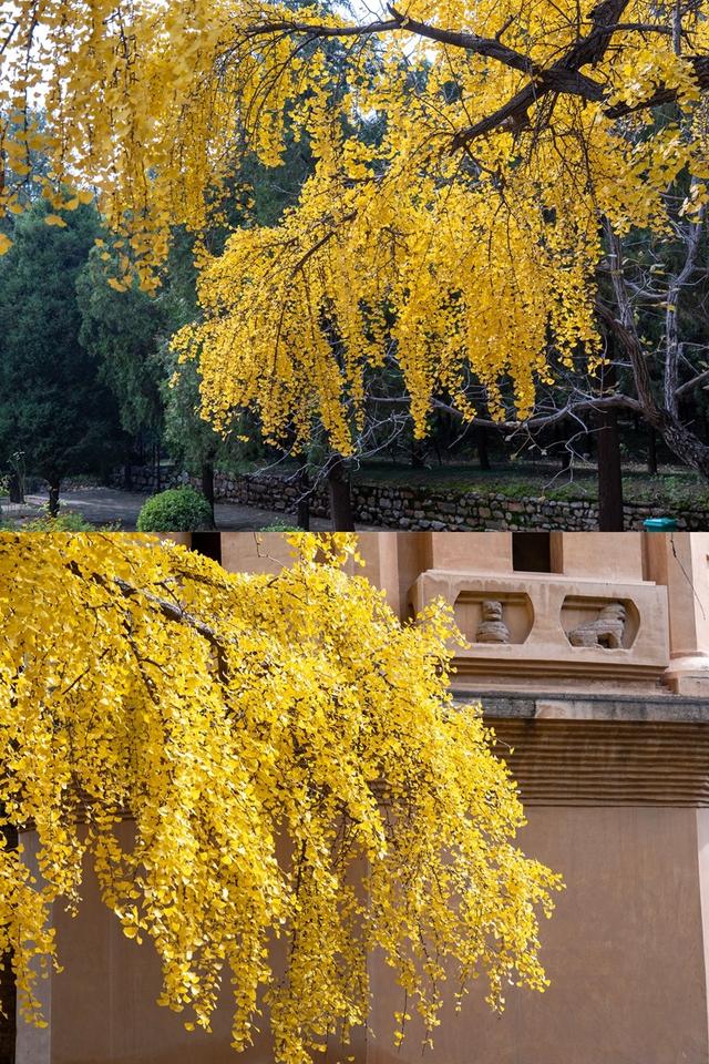 全郑州人都在等的银杏，黄了