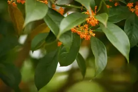 西山秋意浓，最是桂花香图片