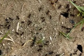 地上撒一把，蚂蚁一个不剩，简单又有效，比什么农药都管用图片