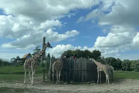 6.21世界长颈鹿日——认识、保护最高的朋友|生物多样性百科全书图片