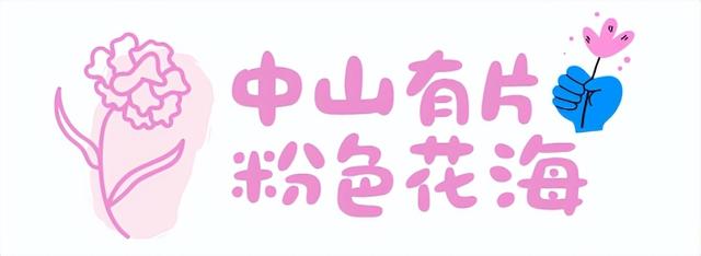 中山这片粉色花海，开了！