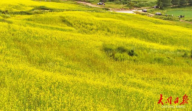 金色海浪涌山间!大同市浑源千亩油菜花“燃爆”夏日朋友圈~