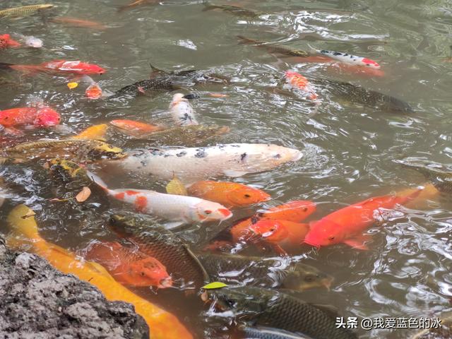 参观广州长隆野生动物园，全程感觉眼累手累腿不累