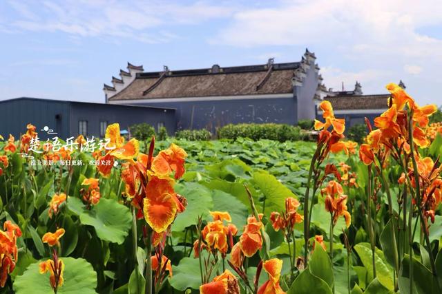 宁波因神话传说而建的寺院，荷塘成为热门打卡地，美人蕉花海更美