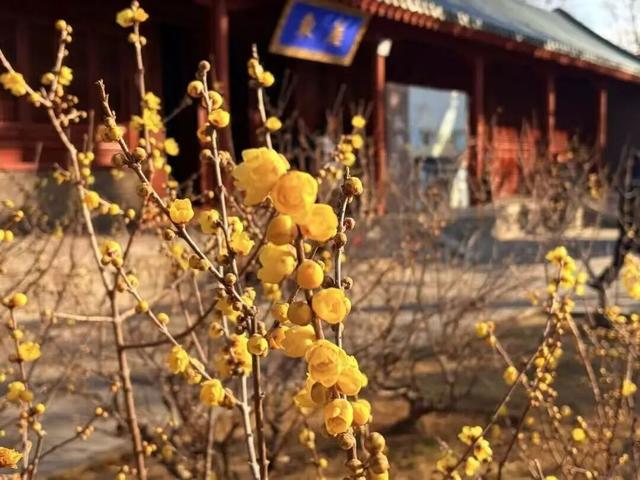 花开有时・四季有诗 | 冬享沂蒙过大年，临沂腊梅邀你赴一场暗香之约