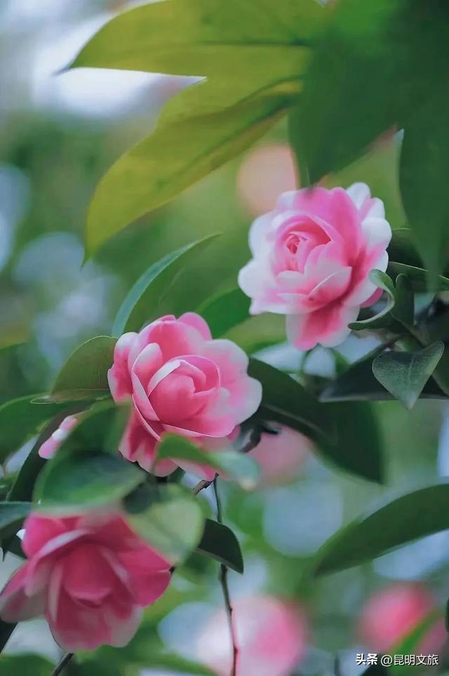 昆明限定浪漫！金殿 “花” 式浪漫等你来解锁→