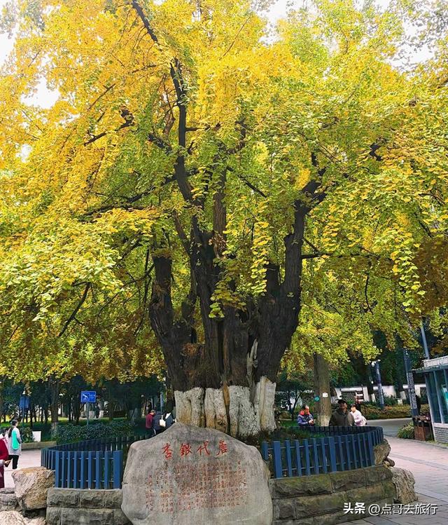 成都这5大千年银杏，超级惊艳，其中一株相传是杨贵妃种植！