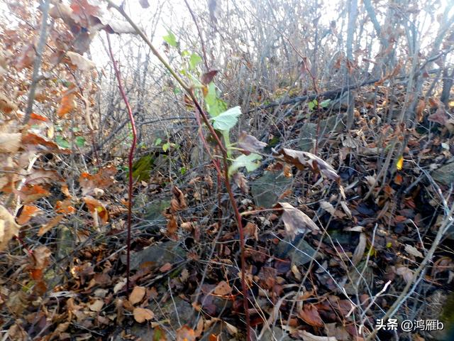 明长城本溪段全程探寻