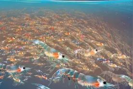 “海上金矿”南极磷虾：总量可达10亿吨，14亿人齐上阵都吃不完！图片