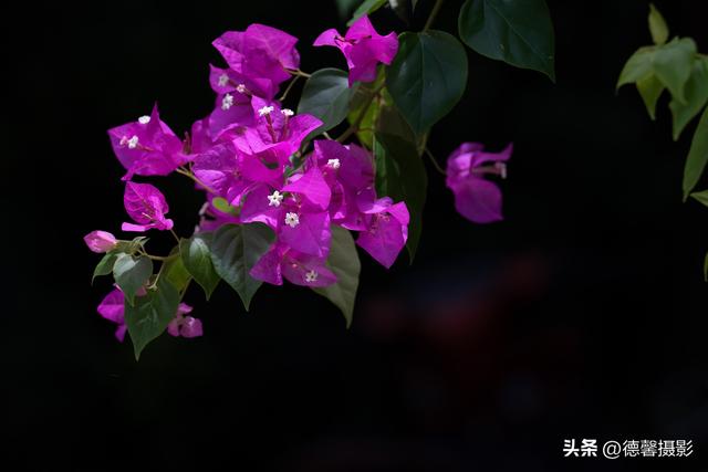 行摄越南，从南到北（8）——莎草地归家&渔女补网&棕榈簸箕船