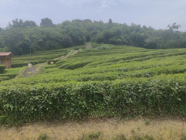 余杭安溪镇有一个瑶山遗址公园