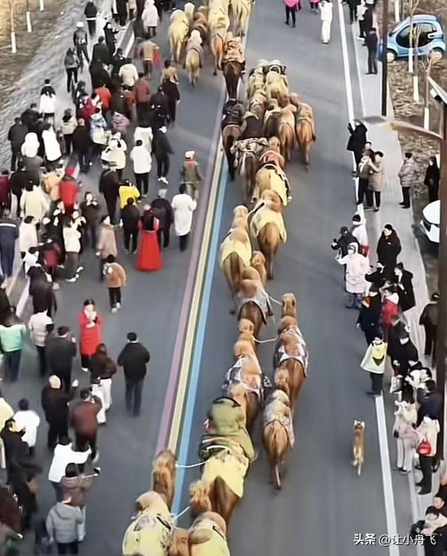 东天山骆驼队来崤函大地，骆驼与天鹅共舞。
