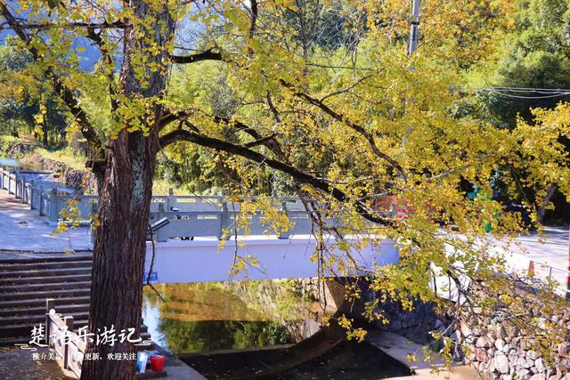 浙江宁波这里的多彩风景线，银杏和无患子树相互映衬，风景美如画
