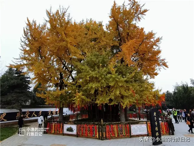 陕西古树，真的“封神”了！第二弹：秋天必看系列，最意外是它？