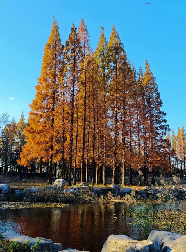 这个冬天，被山东这片红色“暖”到了！
