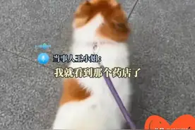 小狗走丢4年后偶遇主人 ，缘分未尽的“毛孩子”颠覆了人们的认知图片