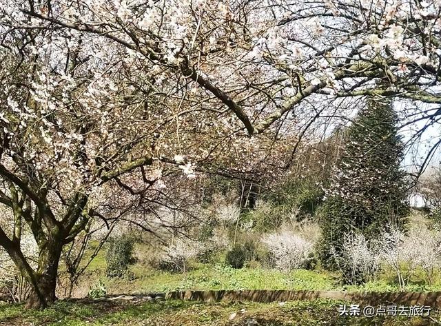 成都惊现6000亩梅林，花开成海超级壮观，免费，不要门票！