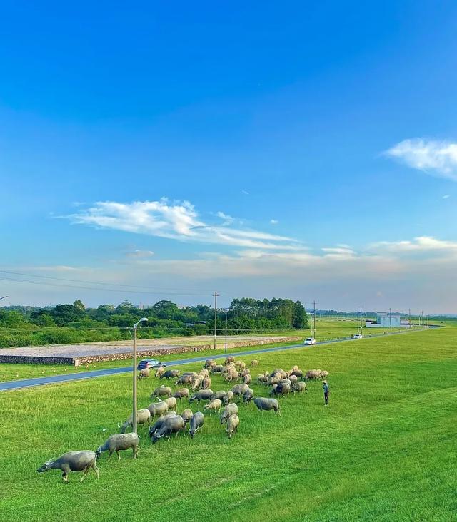 广州出发1天游，广东版的绝美“蓝眼泪”+北江千亩芦苇花盛开