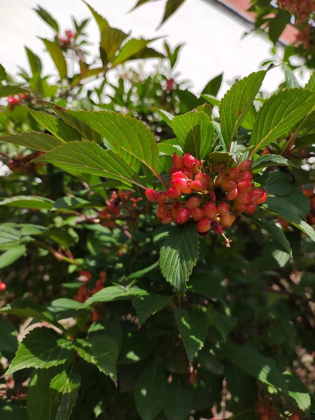 官鹅沟的植物