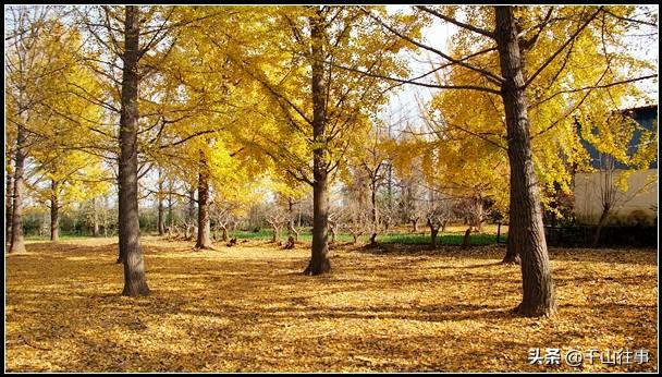 金叶轮行：大行045折叠自行车薛城→官桥薛国故城银杏林深度评测