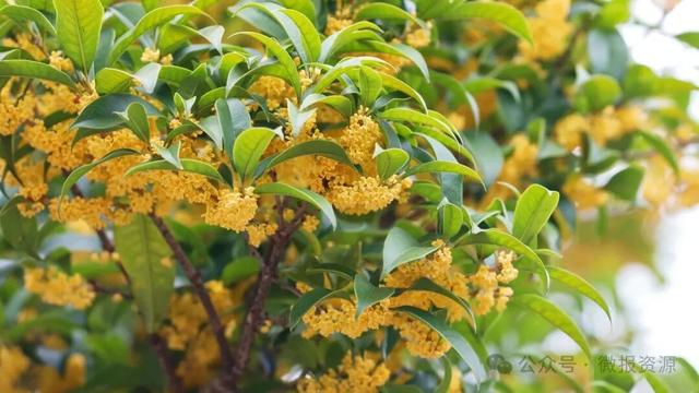 国庆假期桂北这个县的桂花树应时盛放 金粟满枝香溢全城
