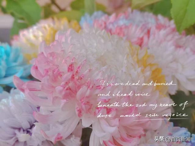 从菊展到农文旅，青岛“菊经济”生态正当时