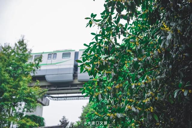 重阳去哪玩?收好大渡口份赏秋打卡好去处