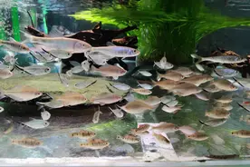 养鱼开缸达到空气鱼缸效果，为什么啥东西也不要加？包括硝化细菌图片