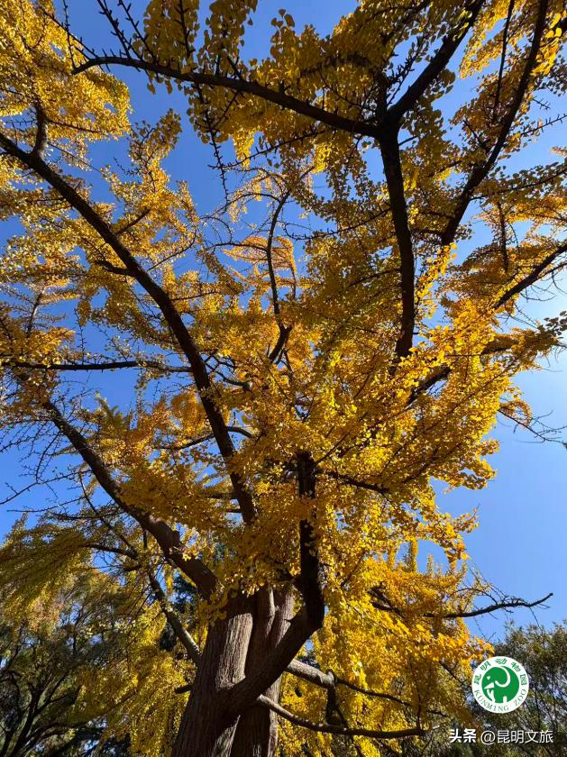 美爆！美爆！超全攻略！超出片！🤳昆明银杏黄金倒计时，抓紧时间冲~