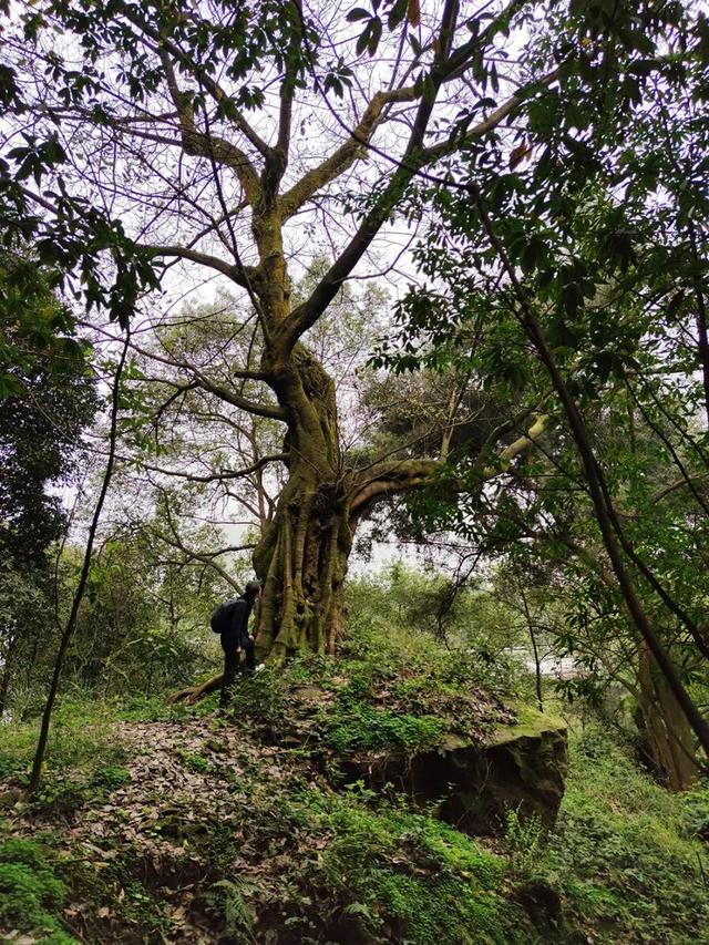 重庆南山有一座荒废庄院，曾是停放棺材的地方，胆小的人不敢靠近