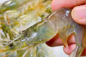 虾头里是“屎”还是“黄”，能不能吃？虾有3不吃，看完涨知识了图片