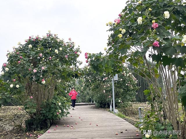 成都市区最美芙蓉花，王者风范，植物迷宫更是惊艳，不要门票！