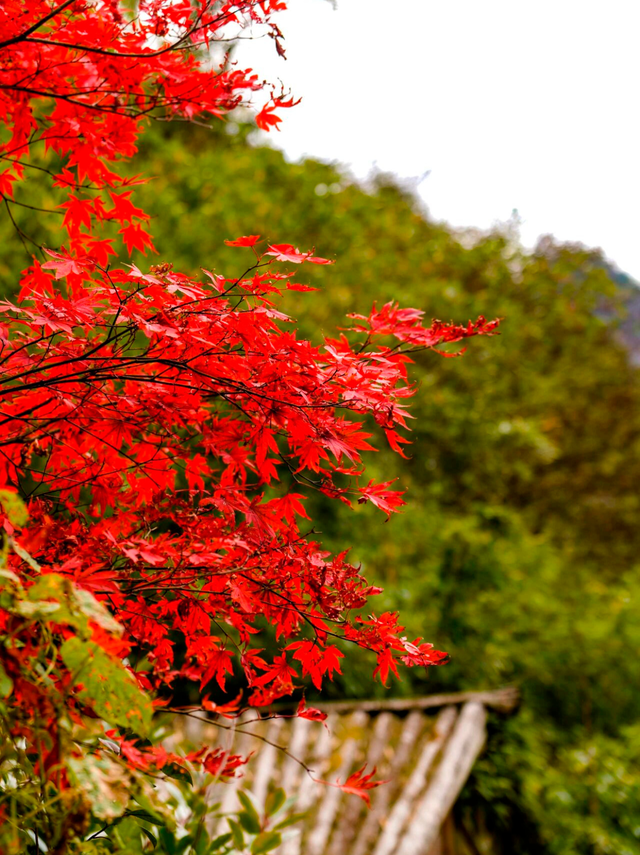 金佛山秋色的含金量，被低估了！🍂