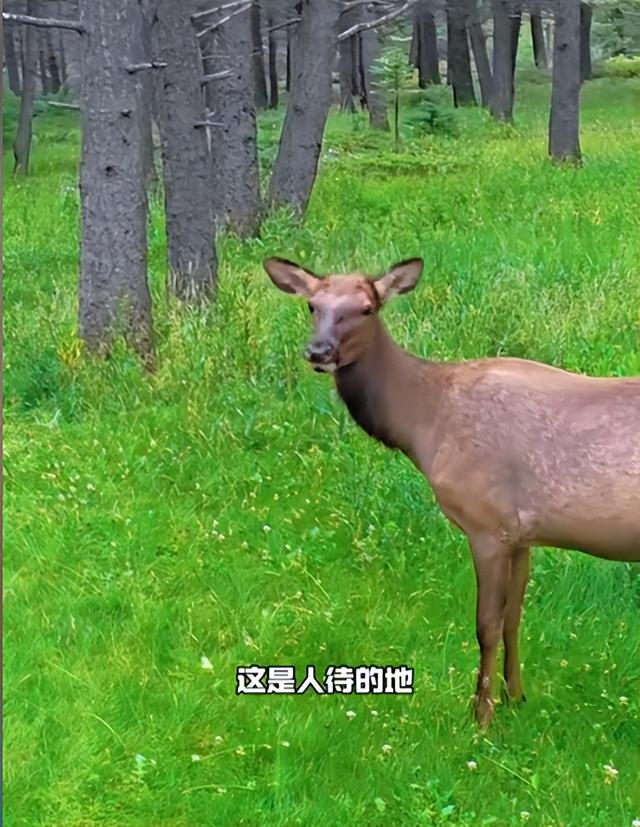 摊事了！央视主持人海外游，带妻女高调炫耀海外生活，被网友骂惨