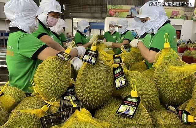 失去中国市场后，大量水果烂地里卖不出去，现在开始后悔得罪中国