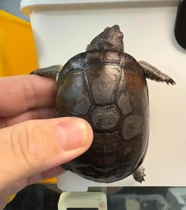 严禁入境后果严重！两女子在紧身裤内藏68只，被广东海关查获